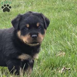 Mr Buddy, Rottweiler Puppy